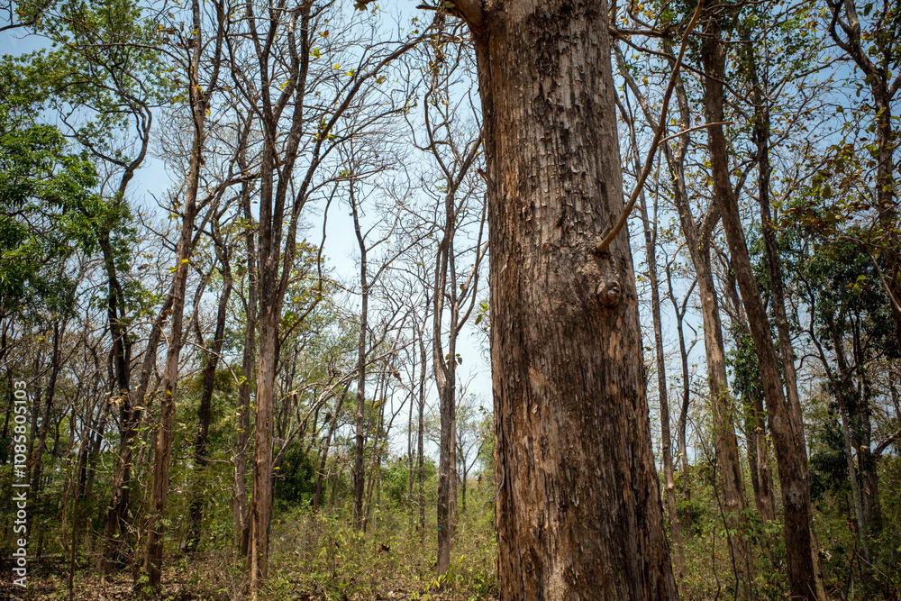 Fototapeta premium Dry teak trees canopy in the forest with blue sky background. Natural wallpaper