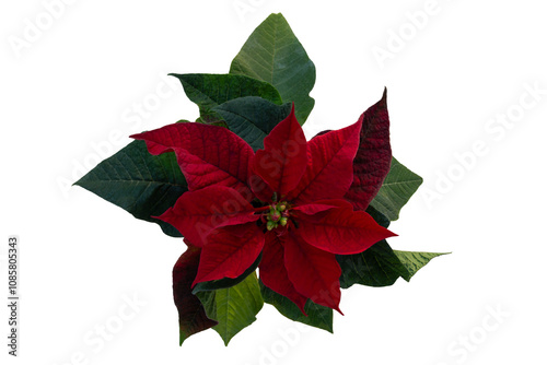 Weihnachtsstern Pflanze auf dem transparenten Hintergrund von oben fotografiert. Dekorationselement.