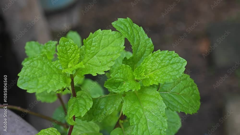 green mint leaf
