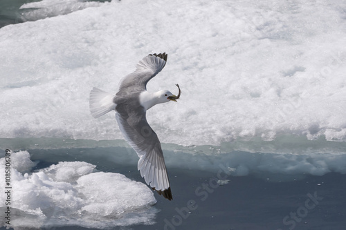 Black-legged Kittiwake (Rissa tridactyla tridactyla) in flight with a fish in the beak, Hinlopen Strait, Svalbard Archipelago, Arctic Norway photo