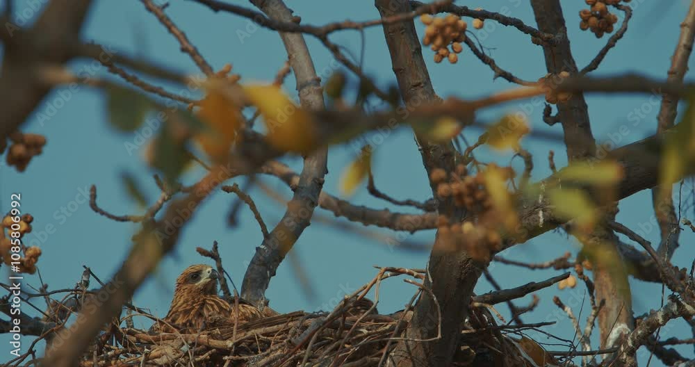 Birds Black kites - Milvus migrans - sitting in nest on tree branches. Delhi, India Birds Black kites - Milvus migrans - sitting in nest on tree branches. Delhi, India