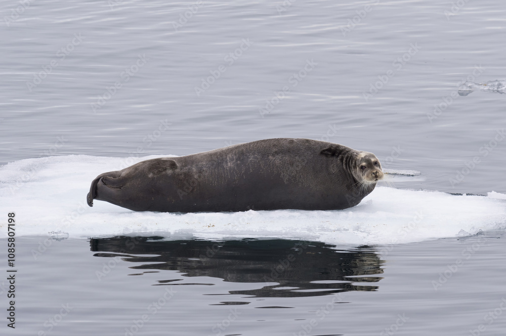 Fototapeta premium Bearded Seal (Erignathus barbatus) resting on pack ice, Spitsbergen Island, Svalbard Archipelago, Norway,
