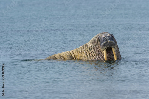 Walrus (Odobenus rosmarus) in water, Sarstangen, Prince Charles Foreland Island, Spitsbergen Island, Svalbard archipelago, Norway photo