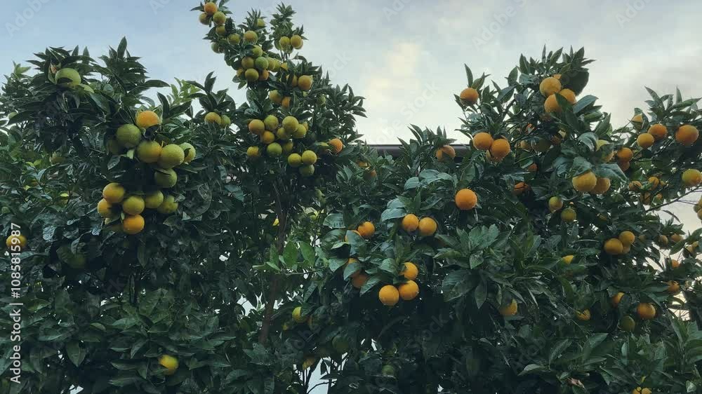 Tangerine tree with ripening fruits after a rain against sky Tangerine tree with ripening fruits after a rain against sky