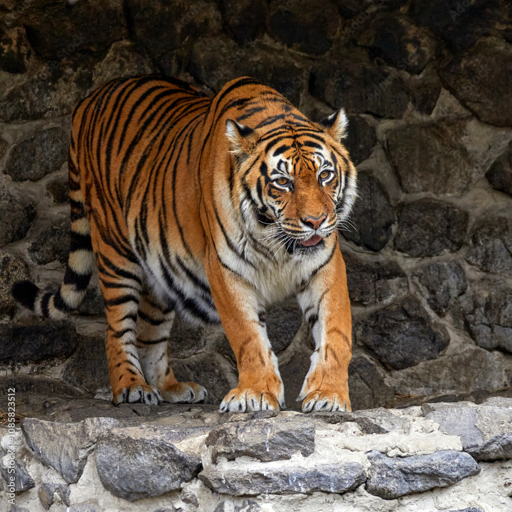 of an adult animal tiger on the stones in the zoo of an adult animal tiger on the stones in the zoo