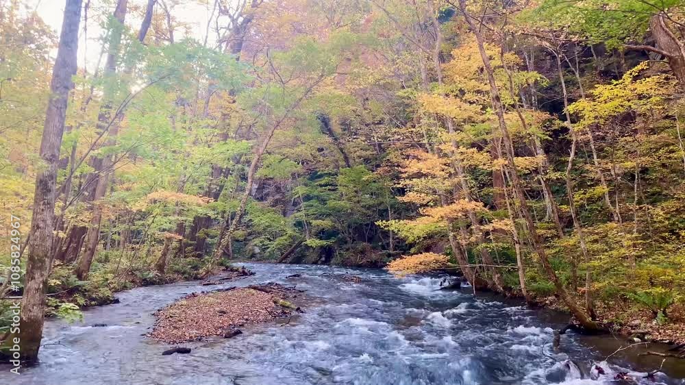 Early autumn scenery of Oirase River in Aomori, Japan. Here is a ...