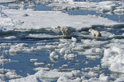 Two Polar bear cubs (Ursus maritimus) running over pack ice, Svalbard Archipelago, Barents Sea, Norway