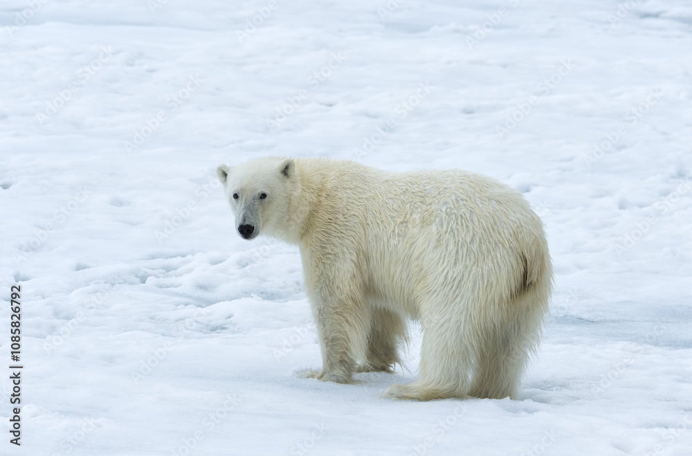 Polar Bear (Ursus maritimus) walking over pack ice, Svalbard Archipelago, Norway Polar Bear (Ursus maritimus) walking over pack ice, Svalbard Archipelago, Norway