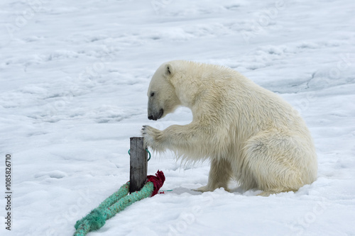 Polar Bear (Ursus maritimus) inspecting the rope and chewing on the pole of an expedition ship, Svalbard Archipelago, Norway photo