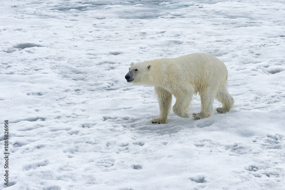 Polar Bear (Ursus maritimus) walking over pack ice, Svalbard Archipelago, Norway Polar Bear (Ursus maritimus) walking over pack ice, Svalbard Archipelago, Norway