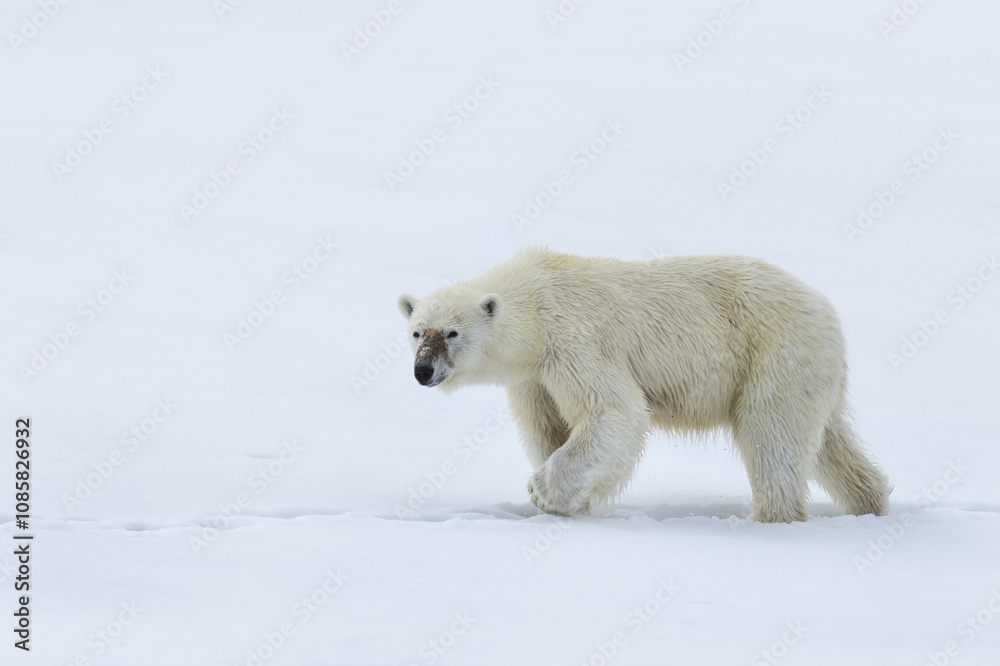 Female polar bear (Ursus maritimus) walking on the ridge of a glacier, Björnsundet, Hinlopen Strait, Spitsbergen Island, Svalbard Archipelago, Norway Female polar bear (Ursus maritimus) walking on the ridge of a glacier, Björnsundet, Hinlopen Strait, Spitsbergen Island, Svalbard Archipelago, Norway