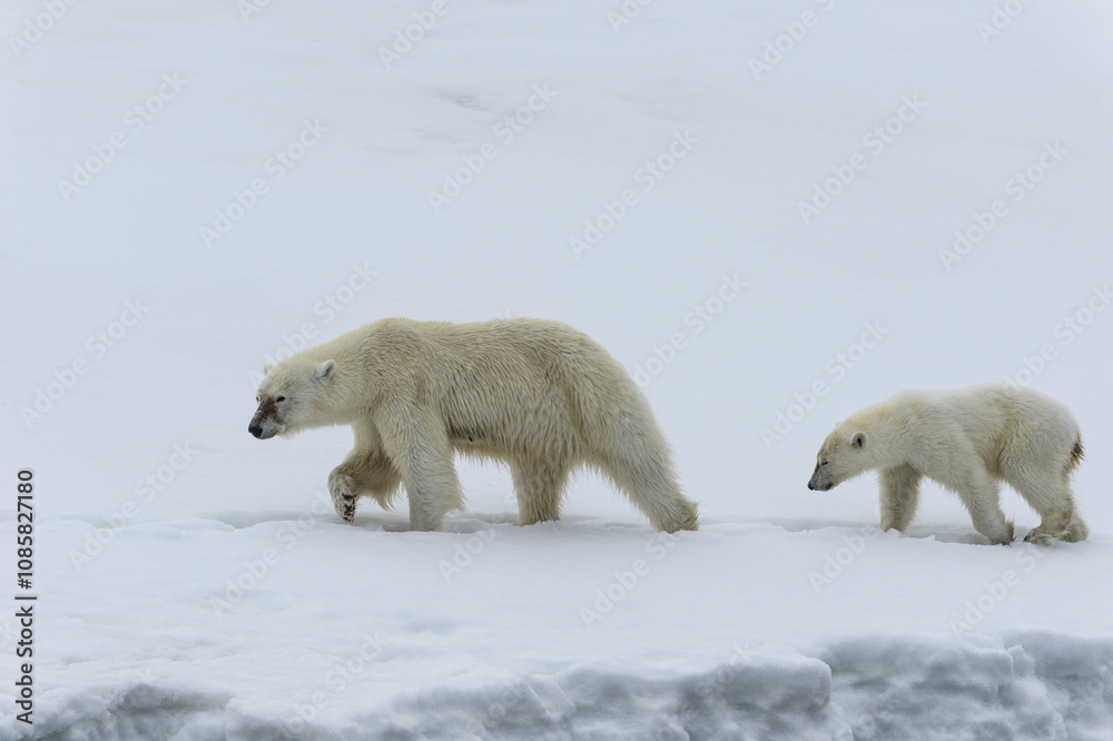 Female polar bear (Ursus maritimus) followed by one yearling cub walking on the ridge of a glacier, Björnsundet, Hinlopen Strait, Spitsbergen Island, Svalbard Archipelago, Norway Female polar bear (Ursus maritimus) followed by one yearling cub walking on the ridge of a glacier, Björnsundet, Hinlopen Strait, Spitsbergen Island, Svalbard Archipelago, Norway