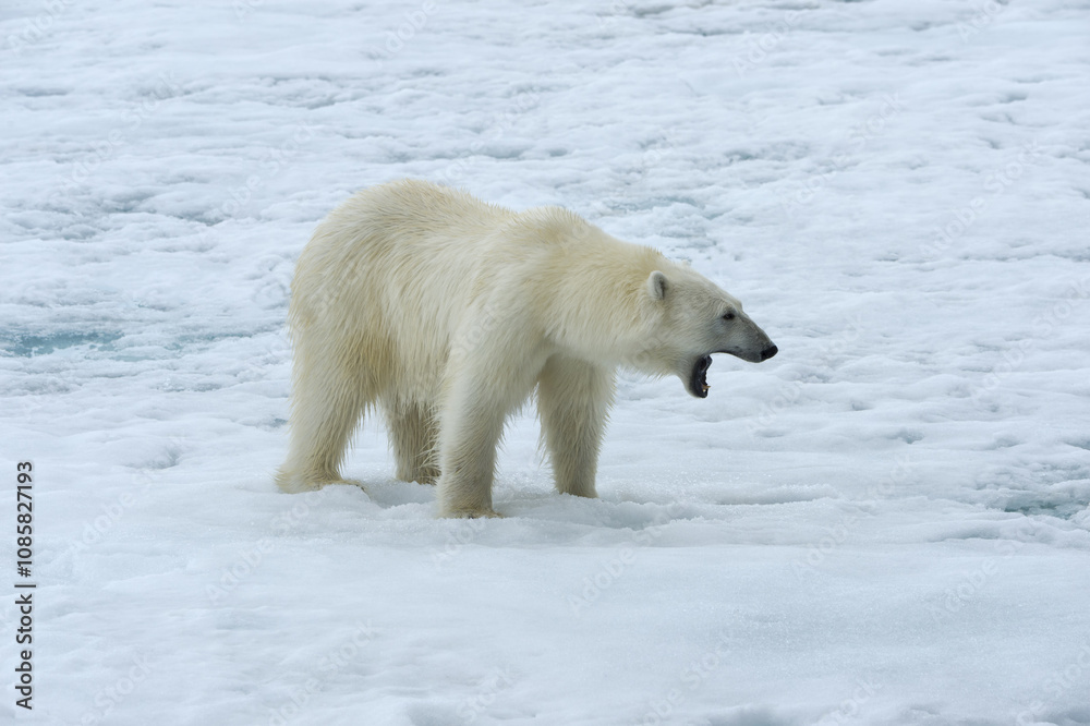 Fototapeta premium Female polar bear (Ursus maritimus) walking on pack ice, Björnsundet, Hinlopen Strait, Spitsbergen Island, Svalbard Archipelago, Norway