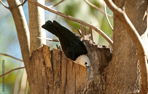 Falculie mantelée,.Falculea palliata, Sickle billed Vanga, Madagascar photo