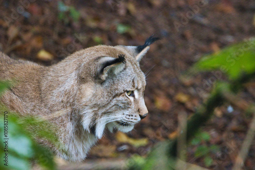 Luchs- Eurasischer Luchs (Lynx lynx) in Lauerstellung photo