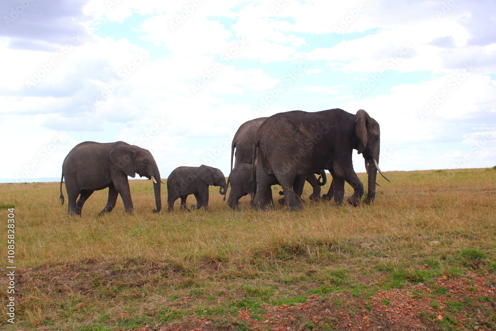 Fototapeta premium elephants in the savannah