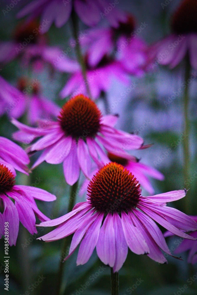 Obraz premium Echinacea