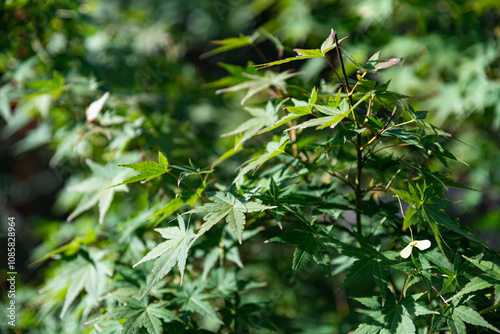 Zen-inspired close-up of Japanese maple (Acer palmatum) leaves, with pointed edges highlighting serenity and purity of nature. The soft sunlight accentuates the tranquil beauty of this lush foliage