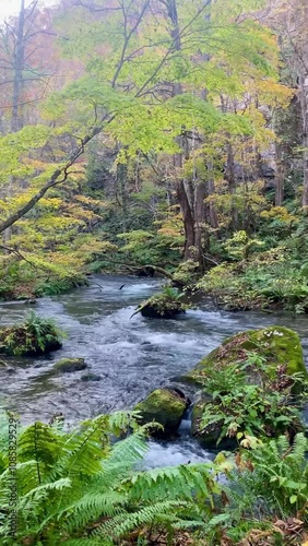 Early autumn scenery of Oirase River in Aomori, Japan. Here is a national natural reserve in Japan, renowned as a popular tourist destination and a stunning spot for viewing autumn foliage.