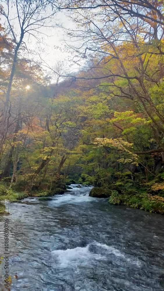 Early autumn scenery of Oirase River in Aomori, Japan. Here is a national natural reserve in Japan, renowned as a popular tourist destination and a stunning spot for viewing autumn foliage. Early autumn scenery of Oirase River in Aomori, Japan. Here is a national natural reserve in Japan, renowned as a popular tourist destination and a stunning spot for viewing autumn foliage.