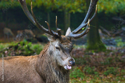 Rothirsch im Herbst (Cervus elaphus) mit Zunge aus dem Maul, lustig aussehend