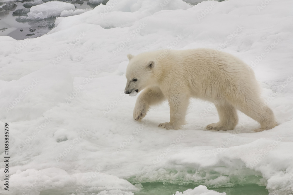 Polar bear cub (Ursus maritimus) carrying a piece of ice, Svalbard Archipelago, Barents Sea, Norway Polar bear cub (Ursus maritimus) carrying a piece of ice, Svalbard Archipelago, Barents Sea, Norway