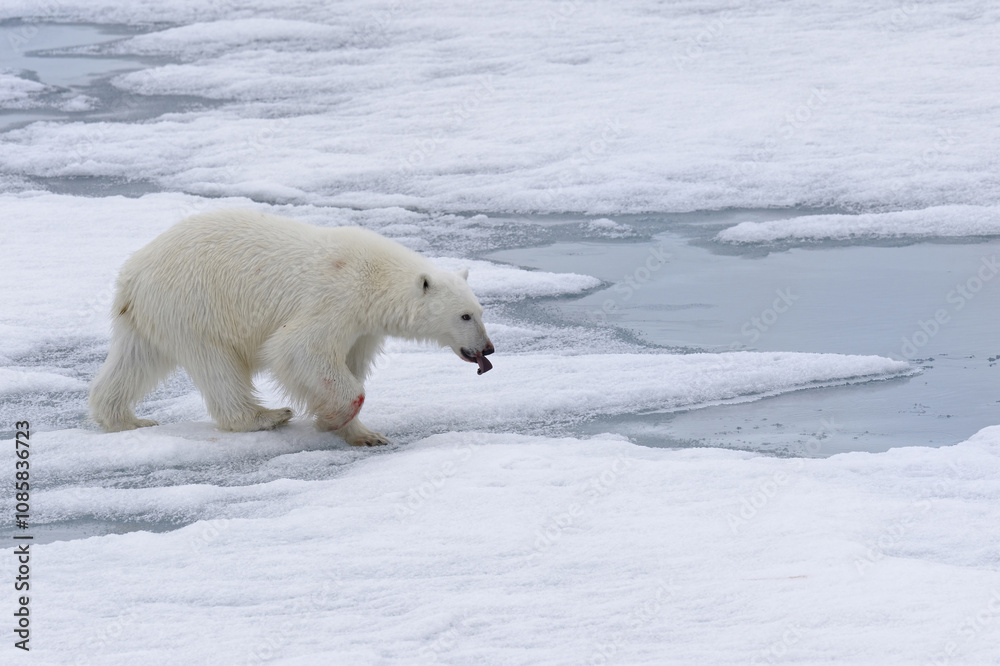 Polar bear (Ursus maritimus), female walking on pack ice, Svalbard Archipelago, Barents Sea, Arctic, Norway Polar bear (Ursus maritimus), female walking on pack ice, Svalbard Archipelago, Barents Sea, Arctic, Norway