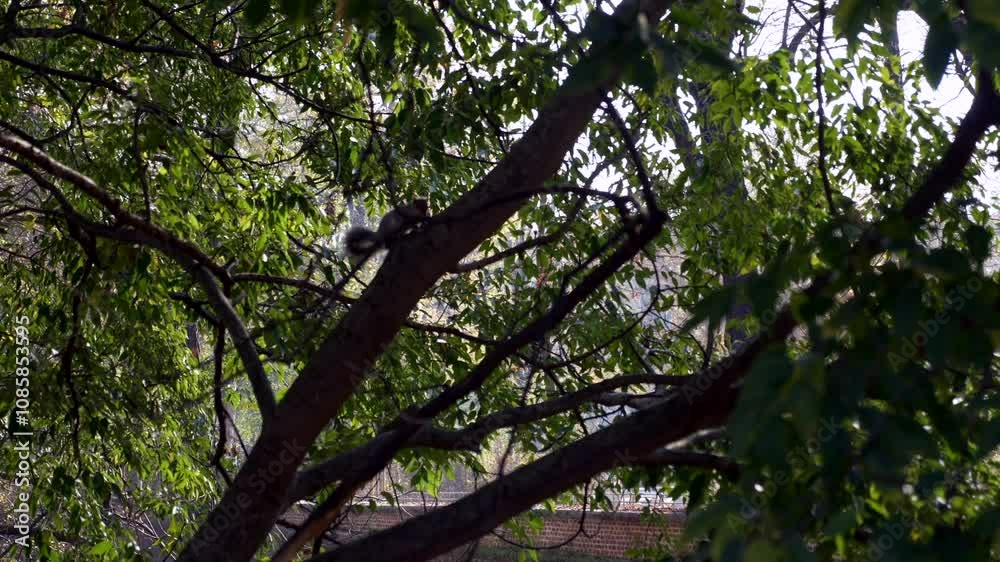 Squirrel jumps along tree trunk in a sunny day. Backlight. Super Slow Motion 4K Squirrel jumps along tree trunk in a sunny day. Backlight. Super Slow Motion 4K