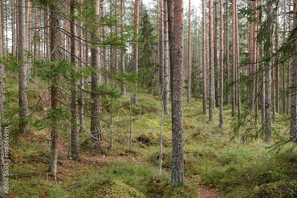 Forest Forest