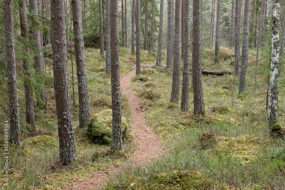 Forest Forest