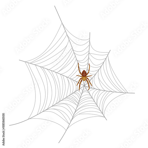 Spinne im Netz - Kreuzspinne