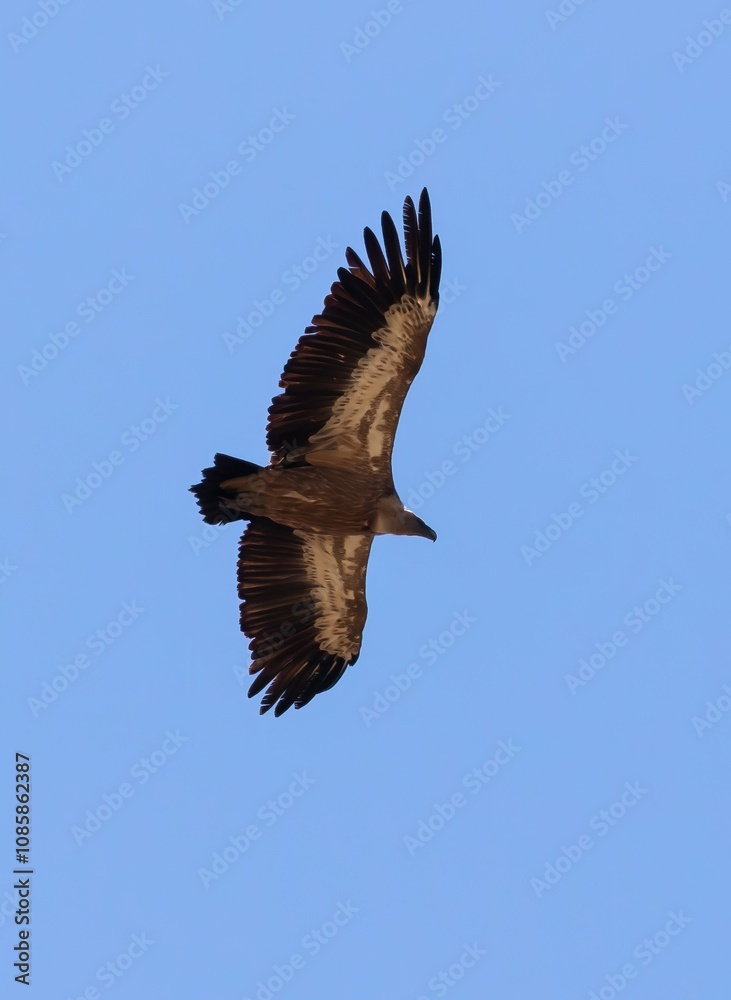 Obraz premium Griffon Vulture (Gyps fulvus) flying against blue sky, near Plakias on southern Crete, Greece.