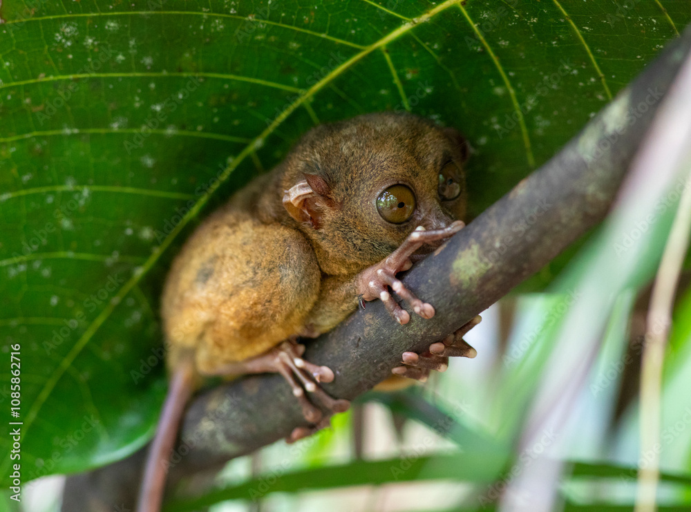 Obraz premium Encounter with a tarsier in a forest in the Visayas, Philippines