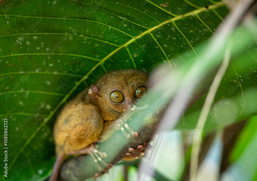 Obraz premium Encounter with a tarsier in a forest in the Visayas, Philippines