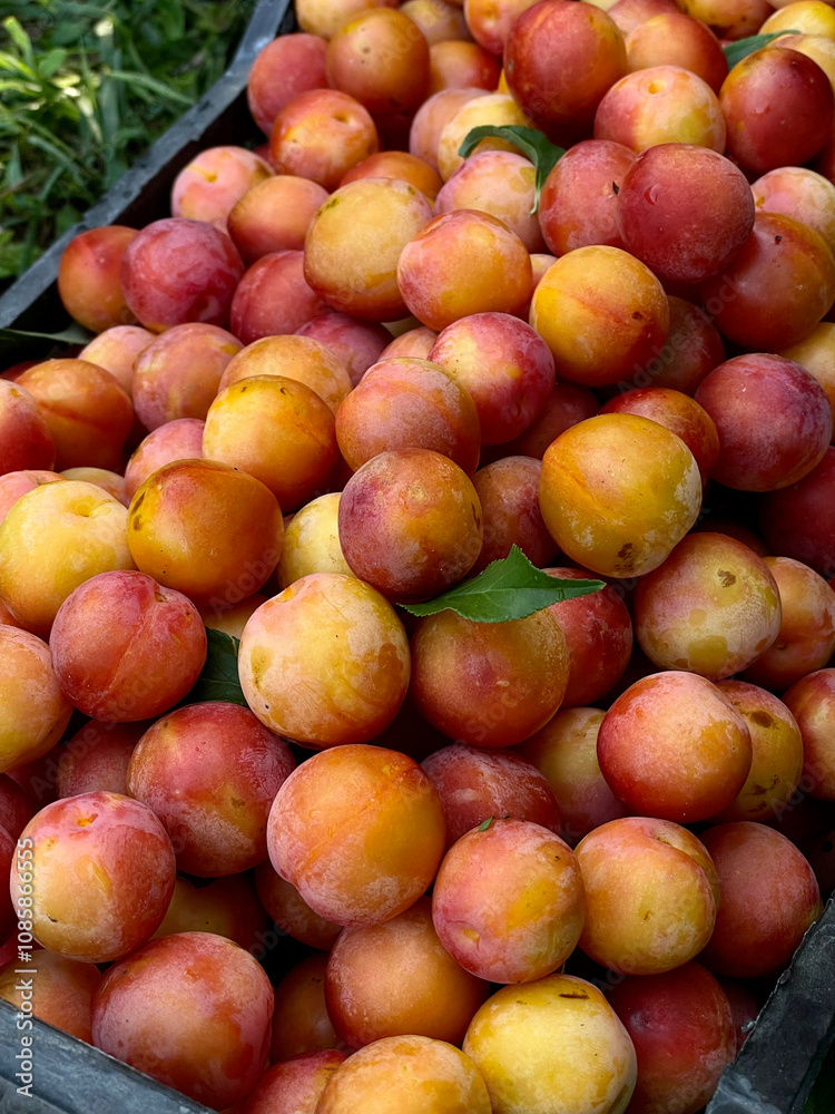 Plum in a black plastic box on a grass background, top view. Juicy red-orange fruits. Harvesting. Garden fruit trees. Healthy eating concept. Vertical format for agriculture, fairs and markets Plum in a black plastic box on a grass background, top view. Juicy red-orange fruits. Harvesting. Garden fruit trees. Healthy eating concept. Vertical format for agriculture, fairs and markets