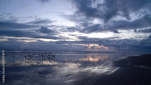 Slow motion video of shorebirds flying along the Washington Coast during their Spring Migration.