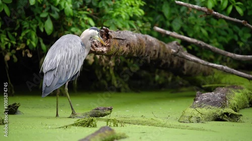 Great Blue Heron (Ardea herodias) fishing on a wobbly log.
Western Oregon.