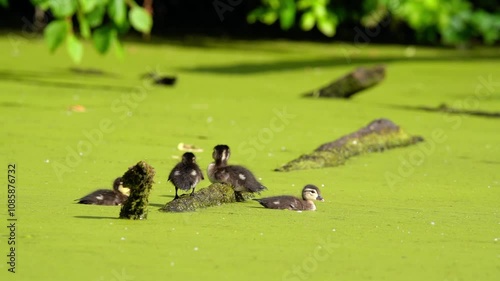 Wood Duck Chicks sitting on a log. Their mom calls and they respond.