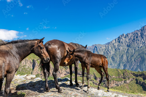 Obraz na płótnie Horses in caucasian mountains near Gergeti village, Stepansminda, Georgia. w salonie
