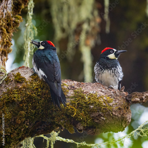 Acorn Woodpeckers (Melanerpes formicivorus) in an Oregon White Oak (Quercus garryana). Finley National Wildlife Refuge, Oregon. photo