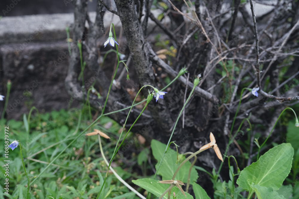 花壇に咲くヒナギキョウの花、southern rockbell、Wahlenbergia marginata 花壇に咲くヒナギキョウの花、southern rockbell、Wahlenbergia marginata