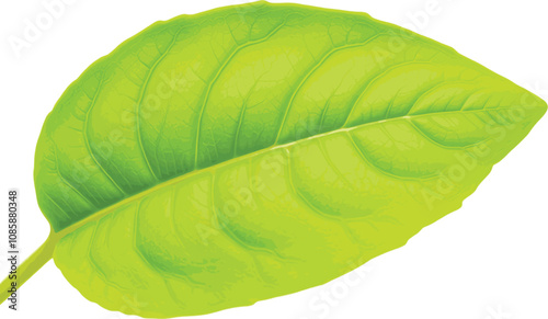 green leaf isolated on transparent background