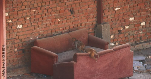 Agra, Uttar Pradesh, India. Little Young Monkeys Jump And Fight On Old Sofa In Slow Motion. Animal Life In Urban Environment. Animals Live Next To People. Bonnet Macaque - Macaca Radiata Or Zati photo