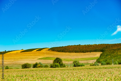 Scenic View of Golden Wheat Fields Under Clear Blue Sky. Vast golden wheat fields stretching towards the horizon under a clear blue sky in a rural countryside.