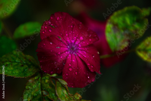 Flor naturaleza florecer macro lluvia 