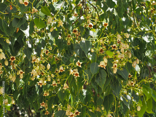 Fresh bell-shaped flowers, close up. Brachychiton populneus commonly known as the Kurrajong is a small or medium-sized tree, ornamental flowering plant of the family Malvaceae. photo