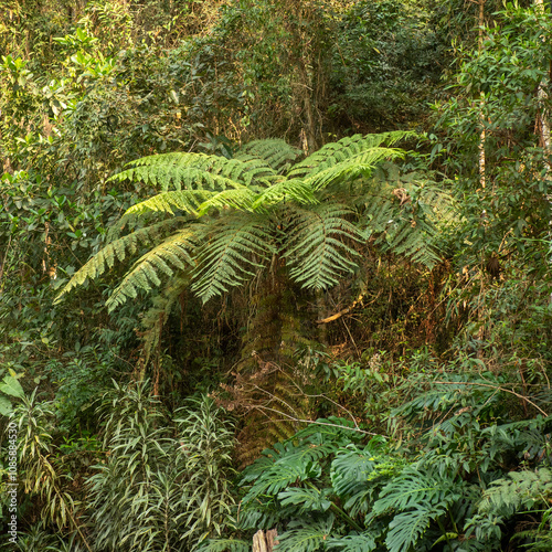  Dicksonia sellowiana, fern, in the Atlantic Forest of Rio de janeiro, Brazil