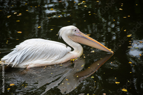 White Pelican Floating on Dark Reflective Water. Close-up of a white pelican with a long beak, gracefully floating on dark, reflective water. photo