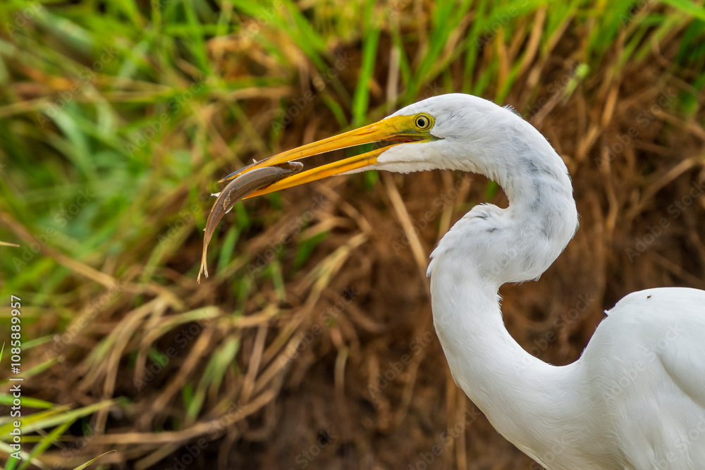 Great Egret (Ardea alba) fishing in a marsh. Finley National Wildlife Refuge, Oregon. Great Egret (Ardea alba) fishing in a marsh. Finley National Wildlife Refuge, Oregon.