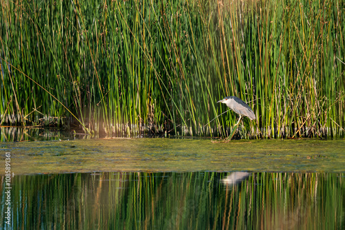 Fototapeta Black-crowned Night Heron (Nycticorax nycticorax) resting the the bullrushes of Summer Lake Wildlife Mangement Area in Centeral Oregon